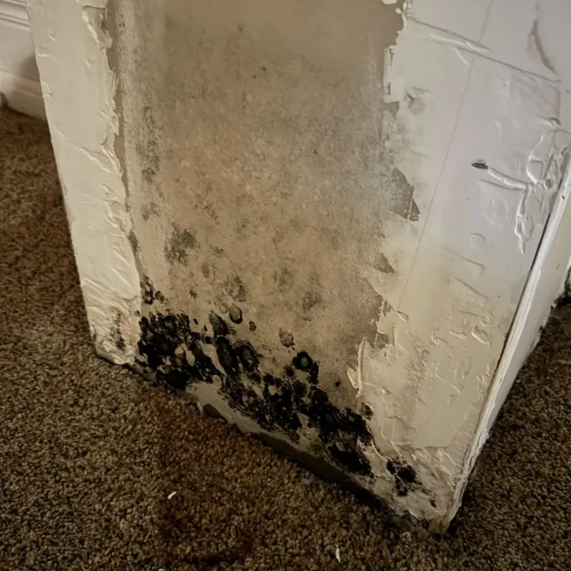 Professional Mold Removal in Crewe, VA